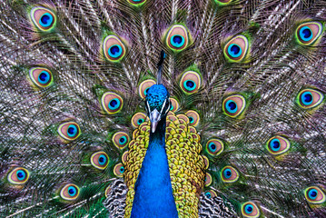 Peacock close-up