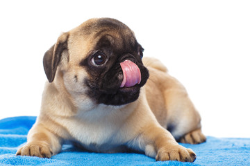Pug puppy on a blue towel, isolated on white background