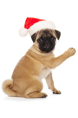 Obraz premium Pug puppy in a Santa Claus hat