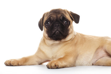 Obraz premium Puppy pug, isolated on white