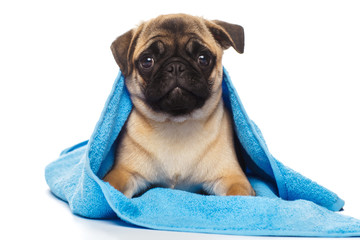 Pug puppy covered by blue towel, isolated on white background