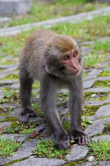 Fototapeta premium Monkey