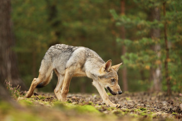 Naklejka na ściany i meble Gray wolf, Canis lupus,in the forest. Wolf in the nature habitat. Wild animal in the leaves on the ground. European wildlife nature.