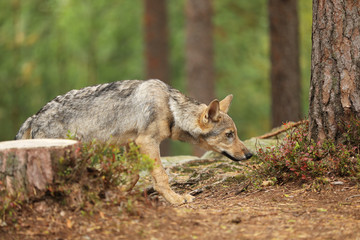 Naklejka na ściany i meble Gray wolf, Canis lupus, sniffing in the forest. Wolf in the nature habitat. Wild animal in the leaves on the ground. European wildlife nature.