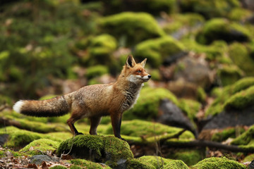 Red Fox on mossed stone, Vulpes vulpes, wildlife scene from Europe. Orange fur coat animal in the nature habitat. Fox on the green forest.