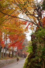 Naklejka premium 京都・垣根の曲がり角