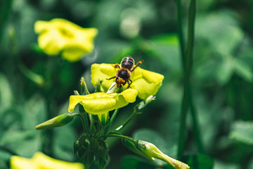 Close-up of a bee on a flower, nature, spring