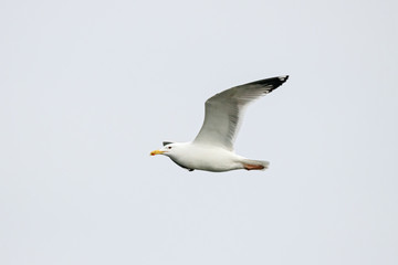 European herring gull Larus argentatus flying under sky. Large white common waterbird in wildlife.