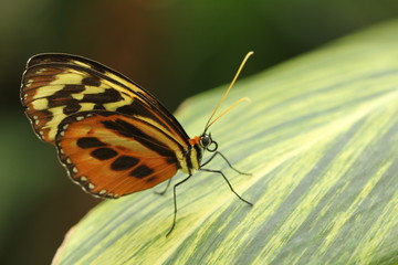 Fototapeta na wymiar Butterfly on a variegated tropical leaf.