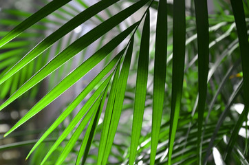 Palm leaves - obrazy, fototapety, plakaty