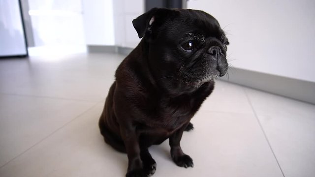 Black pug Lucy is sitting in the kitchen waiting for breakfast