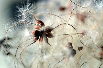 Samen einer Clematis