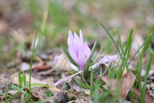 Crocus