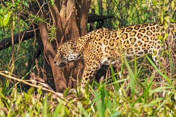 Jaguar Walking Through the Jungle