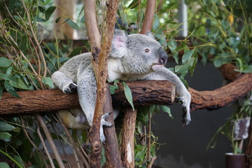 Koala portrait