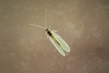 Green lacewings insects in the family Chrysopidae 
