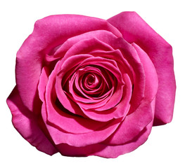 pink rose isolated on white