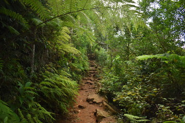 Queensland Path