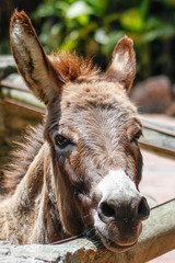 beautiful and loving donkey in the courtyard of the house