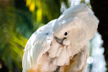 Beautiful white parrot in the park