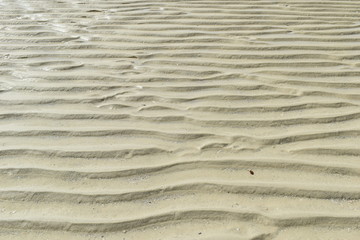 Dune Ripples 