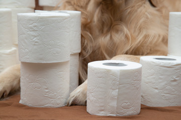 Toilet paper and a Golden Retriever.White toilet paper on a brown background with a dog. A few rolls.