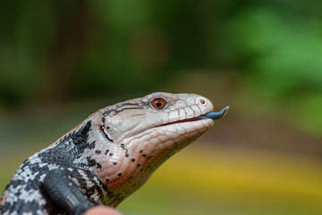 Blue tongue skink