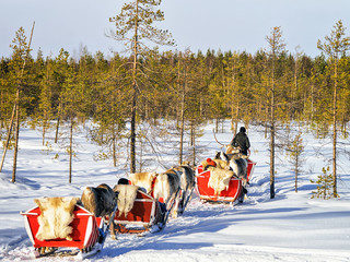 People in Reindeer sleigh caravan in winter forest in Rovaniemi