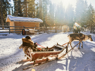 Woman while reindeer sledge race in winter Rovaniemi