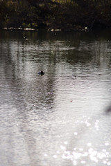 カモのいる池の風景