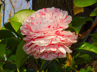 Fiore