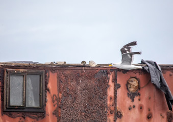 A Kelp Gull flying over the Atlantic Ocean near Walfis Bay in western Namibia