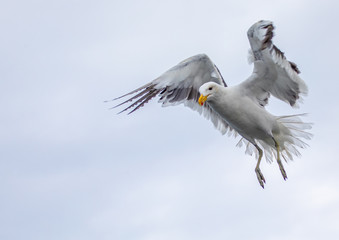 A Kelp Gull flying over the Atlantic Ocean near Walfis Bay in western Namibia