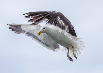 A Kelp Gull flying over the Atlantic Ocean near Walfis Bay in western Namibia