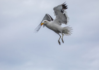 A Kelp Gull flying over the Atlantic Ocean near Walfis Bay in western Namibia