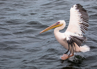 Fototapeta na wymiar Landing pelican in the Atlantic Ocean at Walfis Bay in western Namibia