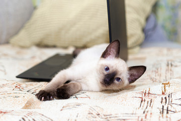 The kitten lies on the keyboard of an open laptop.