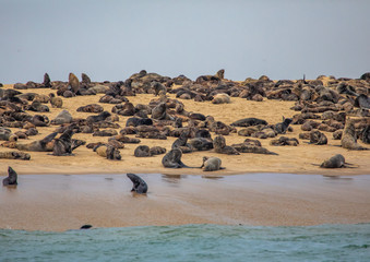 A group of Cape Fur Seals laying on a sandbank at the Atlantic Ocean near Walfis Bay in western Namibia