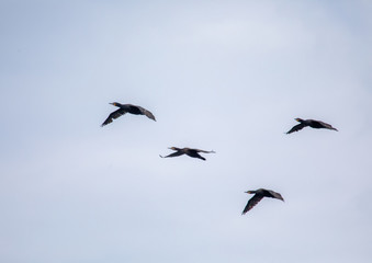 A group of Cape Cormorants flying over the Atlantic Ocean near Walfis Bay in western Namibia