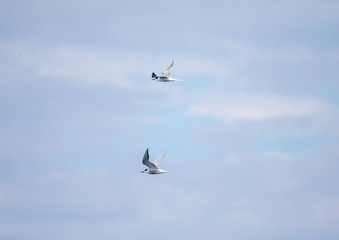 Caspian Terns flying over the Atlantic Ocean near Walfis Bay in western Namibia