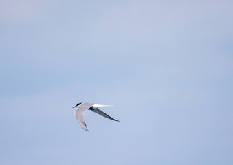 Caspian Terns flying over the Atlantic Ocean near Walfis Bay in western Namibia