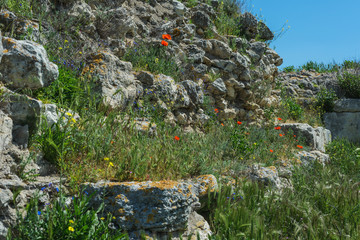 Landscape nature- red poppy