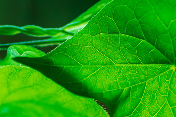 background macro - high angle - plants of fields and meadows