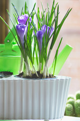 blooming flowers onion crocuses by the window in a pot with a watering can in the background