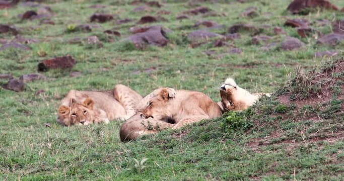 Pack of four cute young lion cubs play fighting, sleeping and yawning in grasslands of Kenya, Africa