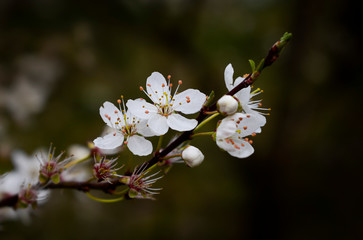 White cherry blossom on branch, nature photography with shallow depth of field