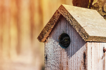 wooden birdhouse, a bird sits in the hollow