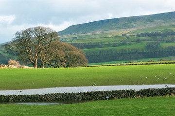 landscape with green field and blue sky