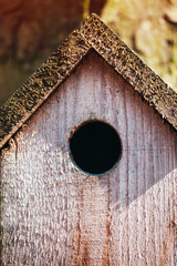 birdhouse with a large hollow on a tree