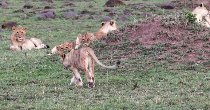 Playful lion cub walks to siblings bats at littermate to instigate play fight